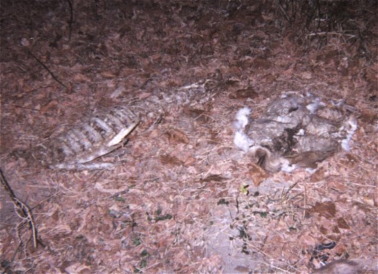 Deer Carcass 1